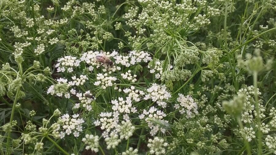 Plant Image
